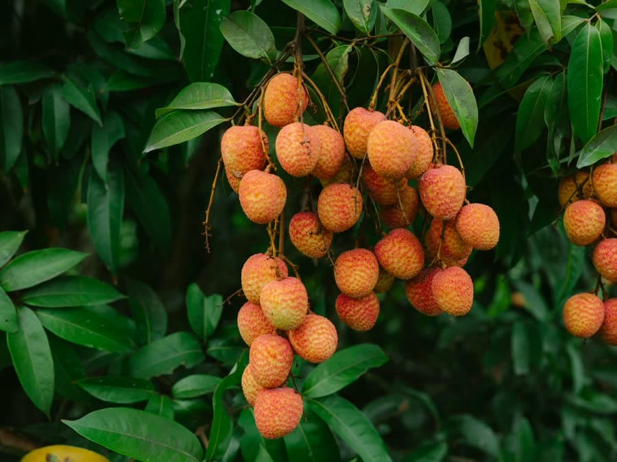 Litchi